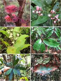 Image result for Cunoniaceae