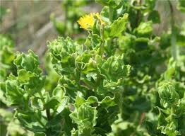 Image result for Helichrysum setosum