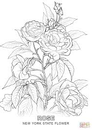 New York State Flower Super Coloring Rose Coloring Pages Flower Coloring Pages Flower Drawing