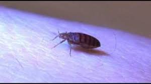 Check spelling or type a new query. La Punaise De Lit