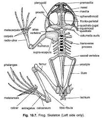 Performance standards (meps) in 2006. Endoskeleton Of Indian Frog With Diagram Chordata Zoology