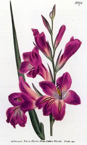 Image result for Gladiolus zambesiacus