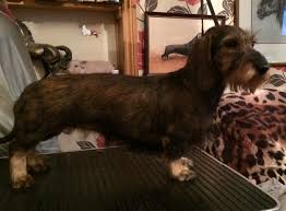 Find 391 dachshunds for sale on freeads pets uk. Dachshund Miniature Wire Haired Puppy Choices