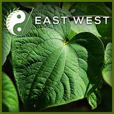 Kava Root And Powder Piper Methysticum Organic East West Herbal Apothecary