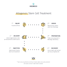 Check spelling or type a new query. Autologous Vs Allogeneic Stem Cell Therapy For Animals
