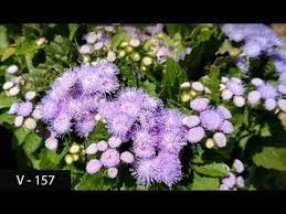 Ageratum Houstonianum Nordmeer Flower J Best Flower Wallpaper