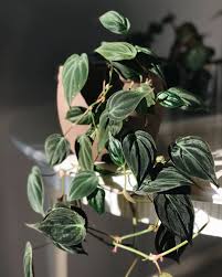 Learn how to care for and troubleshoot your micans philodendron. Y Favorite Trailing Philodendron Micans Or Hederaceum Var Hederaceum Has The Most Amazing Velvety Leaves And Gorgeous Rust House Plants Plants Green Plants