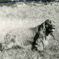 Image result for sussex španěl