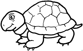 Suesse Schildkroete Ausmalbild Malvorlage Tiere