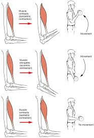 Muscles semitendinosus and semimembranosus are directed. Nordic Hamstring Curl And Hamstring Injuries 2021