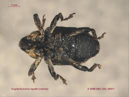 Image result for Buchnera cryptocephala