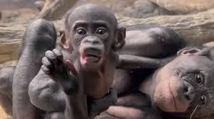 Rochester Videos News Weather Sports Breaking News Wham