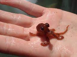 We did not find results for: ð€ð©ð¨ð¥ð¨ð§ð¢ð¬ ð€ð©ð¡ð«ð¨ðð¢ð¬ð¢ðš On Twitter Baby Giant Pacific Octopus