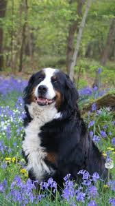 Bernese Mountain Dog Wallpaper Iphone Google Search Bernese Mountain Dog Wallpaper Iphone Google Dog Wallpaper Iphone Dog Wallpaper Bernese Mountain Dog