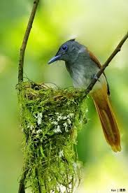 Bird On A Wire Movie Trailer Pin On Nests