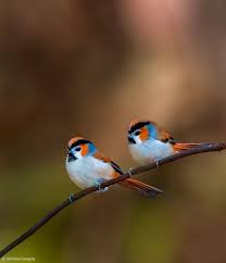 Pin On Bird Photography