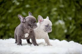 Located in northern, virginia and perkasie, pennsylvania. Two Of My Home Bred And Hand Raised French Bulldog Puppies Chocolate And Vanilla Bulldog Puppies French Bulldog Puppies French Bulldog
