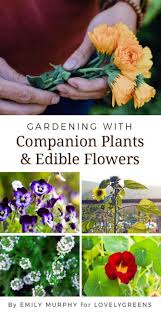 Add some freshness in your occasion using online flowers bouquet delivery in canada. Gardening With Companion Plants Edible Flowers Lovely Greens