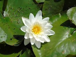 Image result for Nymphaea heudelotii