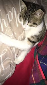 Pin Oleh Dalya Arslan Di My Cats Anak Kucing Lucu Binatang Humor Hewan