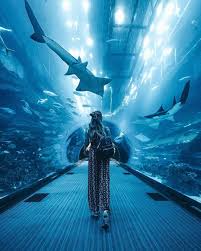Connect With Your Inner Wanderlust Immerse Yourself In A Magical Experience At Dubaiaquarium Use Visitdubai For A Dubai Travel Aquarium Pictures Instagram