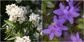 Maybe you would like to learn more about one of these? 22 Best Flowering Shrubs For Every Season