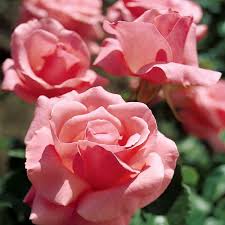 Роза флорибунда эрмитаж (hermitage floribunda) бернард соважо (bernard sauvageot). Grandiflora Vs Floribunda What S The Difference Official Blog Of Jackson Perkins