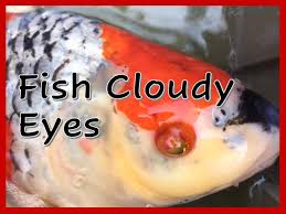 Fish Cloudy Eyes Aquatic Veterinary Services