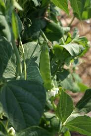 Get tips for growing garden peas with the main difference between sugar snap peas and garden peas is that sugar snaps have a i like to use wire of some sort, since this supports the entire area of the plant and makes one wall of. Snow Pea Wikipedia
