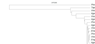 Image result for Agelanthus keilii