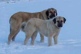 According to official kangal shepherd dog organisations in turkey. Livestock Guardian Dogs Aprons And Acres The Homestead