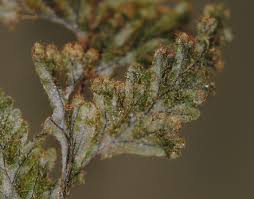 Image result for Hymenophyllum triangulare
