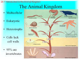 Check spelling or type a new query. Chapter 26 Sponges And Cnidarians Ppt Video Online Download