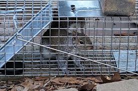 Find opening hours for all jersey animal & pest control chains and other contact details such as address, phone number, website. Wildlife Control Wildlife Exclusion Removal Batzner Pest Control
