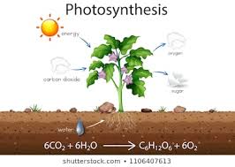 Photosynthesis Images Stock Photos Vectors Shutterstock