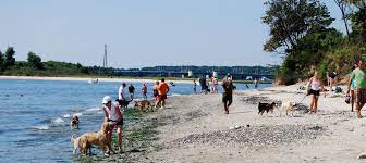 Dog Friendly Beaches Near Me Http Pets Ok Com Dog Friendly Beaches Near Me Dogs 2407 Html Beaches Near Me Dog Friendly Beach Beach
