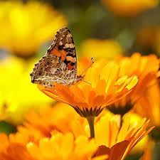 We did not find results for: Types Of Yellow Flowers And Their Meanings Article On Thursd