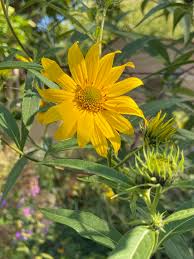 Image result for Aster chimanimaniensis