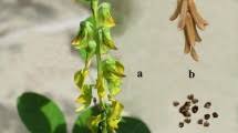 Image result for Crotalaria cleomifolia
