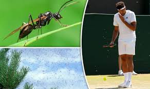 They forage on dead animals for food and are great decomposers which sustain the soil with rich nutrients. Flying Ant Day 2017 Do Flying Ants Bite Uk News Express Co Uk