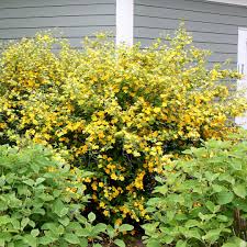 The golden guinea japanese kerria is a tough, upright, rounded shrub to brighten up your sun or shade border. Golden Guinea Kerria Spring Meadow Wholesale Liners Spring Meadow Nursery