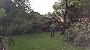 Woodys tree service sanger tx. Timber Tree Service Fort Worth Pruning Removals Storm Damage