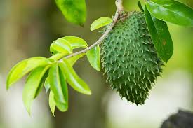 Hai sahabat stemians, terutama yang menyukai tanam menanam. Tentang Durian Belanda Mamaeinz Durian Belanda