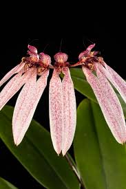 Image result for Bulbophyllum longiflorum