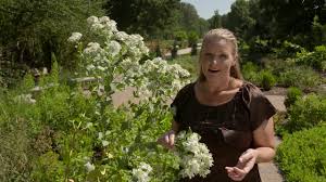 Sullivantii 'goldsturm.' it was selected as the perennial plant i have the best passalong which is pink, and i've grown the purple too. Native Tough Plants On The Best Of Oklahoma Gardening 4524 Youtube