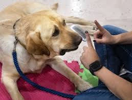 These Service Dogs Are Learning To Read Service Dogs Dogs Emotional Support Dog