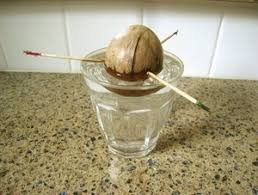 If you are growing from a seed, it can take anywhere from five to 13 years before the tree is mature enough to set fruit. Tips On Turning An Avocado Seed Into A Plant The Seattle Times