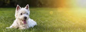 Maybe you would like to learn more about one of these? Dixie Animal Hospital Inc Linkedin