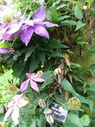 We did not find results for: Clematis Wilt Scott Arboretum