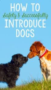 You Ve Decided To Add Another Four Legged Friend To Your Family Yay But How Does Your Current Dog Feel About A New Pup I Dog Training Aggressive Dog Dog Care